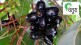 jamun jambhul