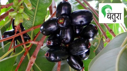 jamun jambhul