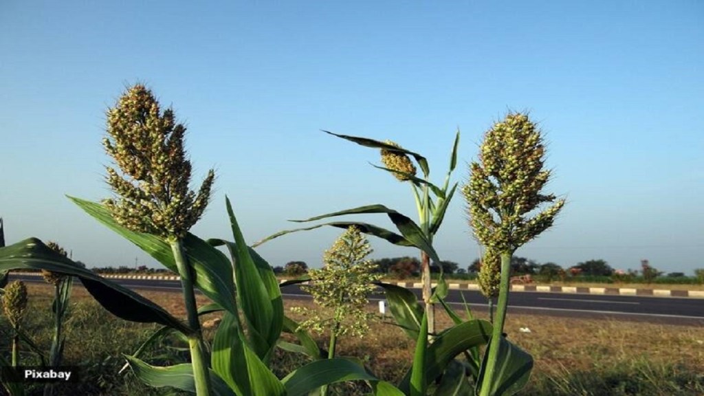 Sorghum production navi mumbai