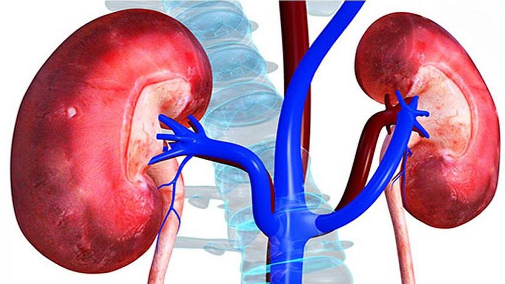 kidney, kidneystone, liver