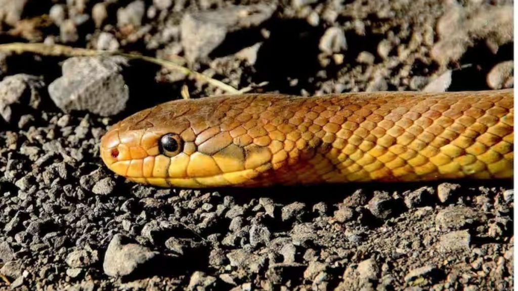 Can Snakes Hear Sounds?