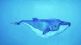 kutuhal whale fish