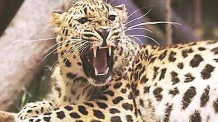 A leopard entered a house in Kota village of Chandrapur district