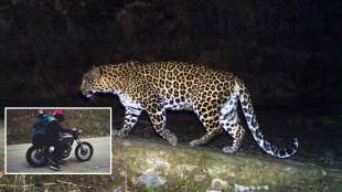 leopard attacks couple on motorcycle