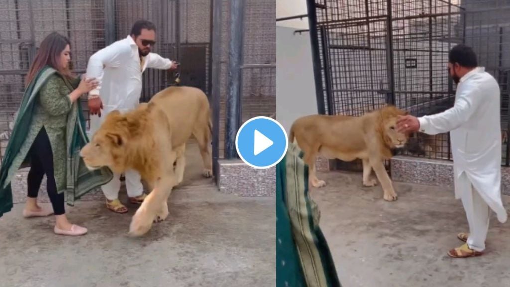 Man Opens Lions Cage Viral Video