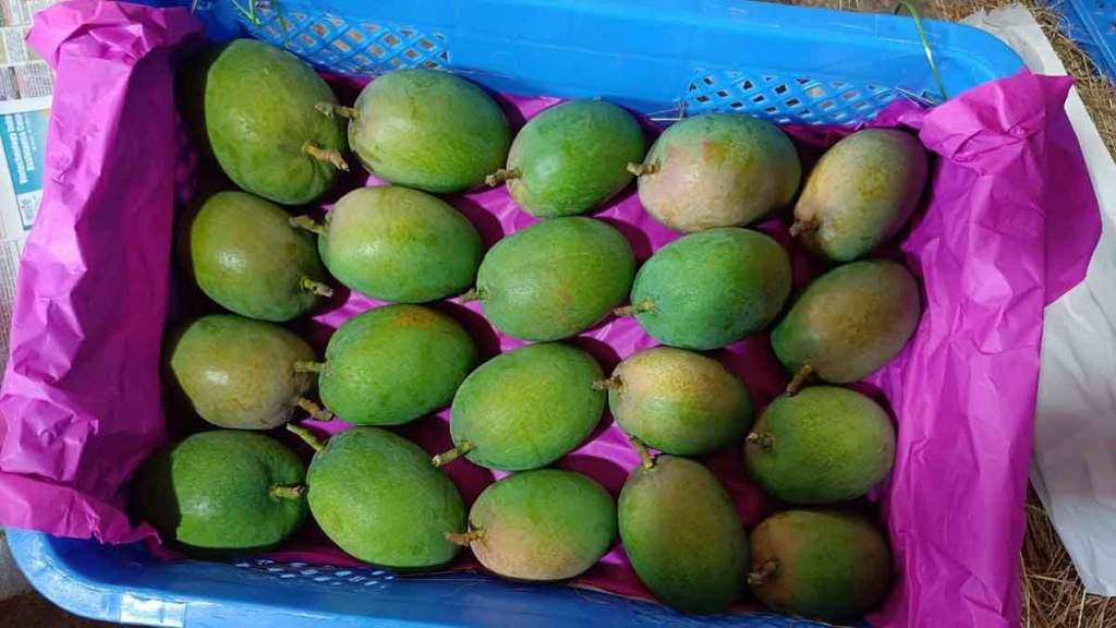 apmc market get large quantities of devgad hapus mangoes