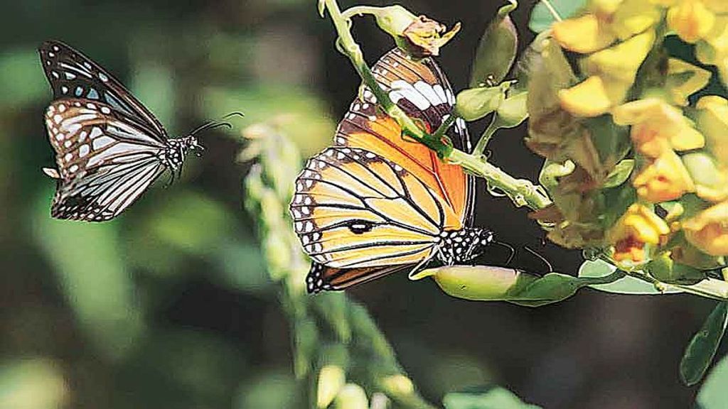 mumbai jivi butterfly