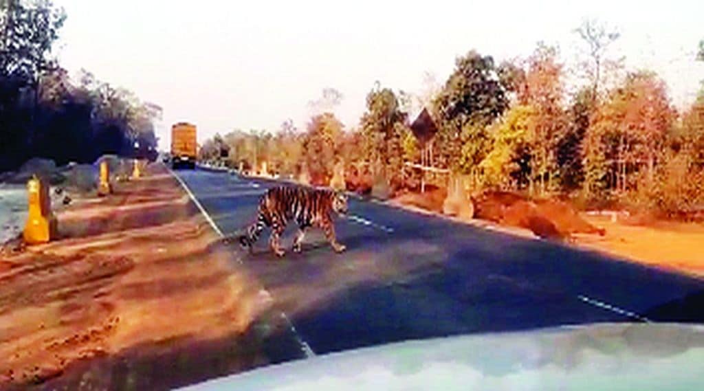 nl tiger on highway