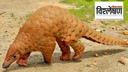 pangolin vishleshan