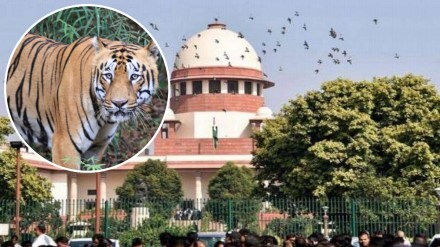 supreme court tiger