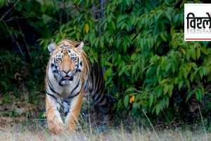 tiger (1)