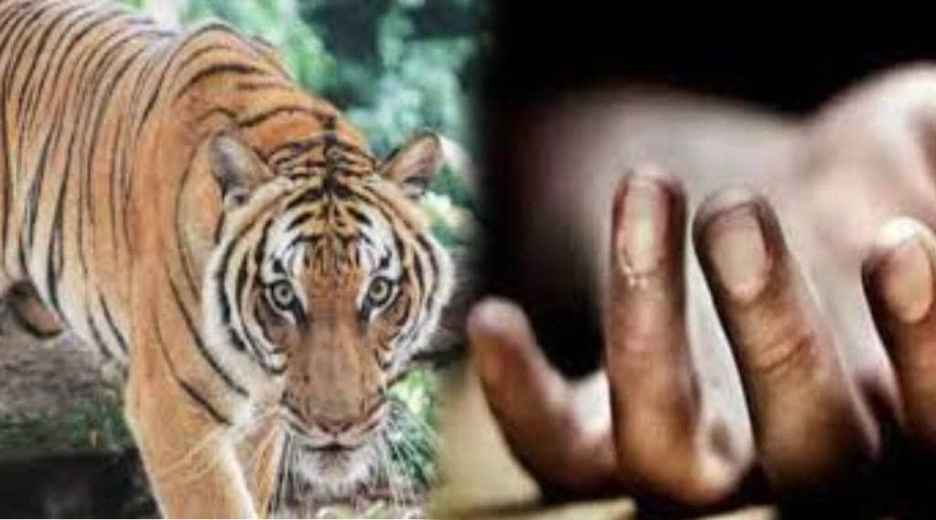 man died tiger attack chandrapur district
