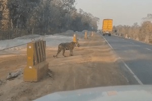 tiger narrowly avoided death bhandara