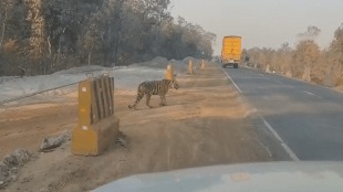 tiger narrowly avoided death bhandara