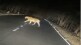 Tigeress Gadchiroli