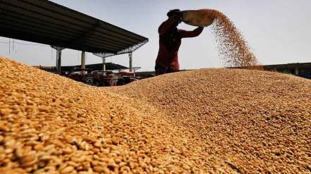 wheat production increased in india