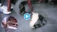 Video Man Shots King Kobra Fails And Then Snake Attacks On The Body Shocking Clip Gone Viral Trending
