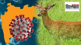 Deer could be reservoir of old coronavirus variants What a new study says COVID 19 Update In India Explained
