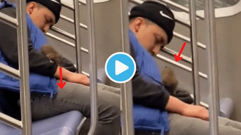 Huge Rat Climbs On Man In Metro Shocking Reaction Of Passenger Goes Viral Video Trending
