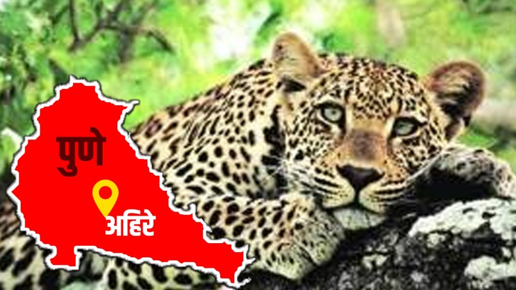 पुणे, बिबट्या, Pune City, Ahire village, Leopard , forest department