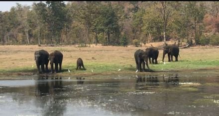 Mangala elephant, kamalapur government elephant camp , Forest department