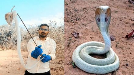 A rare white 'albino cobra