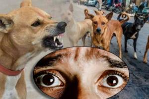 Why Dogs Bark And Run On Body How To Make Dogs Calm and Save Your Life Five Tips to make dog your friend