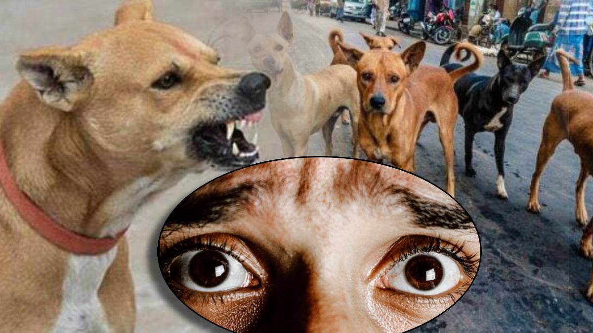 Why Dogs Bark And Run On Body How To Make Dogs Calm and Save Your Life Five Tips to make dog your friend