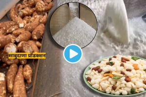 Video How Sabudana Is Made From Which Plant Tapioca Root Is Sabudana Made Of Plastic or Wood Did You Know Shocking Facts