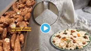 Video How Sabudana Is Made From Which Plant Tapioca Root Is Sabudana Made Of Plastic or Wood Did You Know Shocking Facts