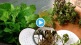 Video Jugaad To grow Pudina at Home Without Soil How To Make Mint Plant Viral Hacks will Save Your Money Daily