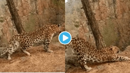 Video Leopard Does Perfect Surya Namaskar Yoga Will Make Your Jaw Drop netizens Say He is Teasing me To workout