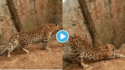 Video Leopard Does Perfect Surya Namaskar Yoga Will Make Your Jaw Drop netizens Say He is Teasing me To workout