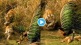 Video Tiger Chasing Peacock In Jungle Leaves Netizens Shocked with Peafowl Huge Fight Will Teach Life Lessons Motivation