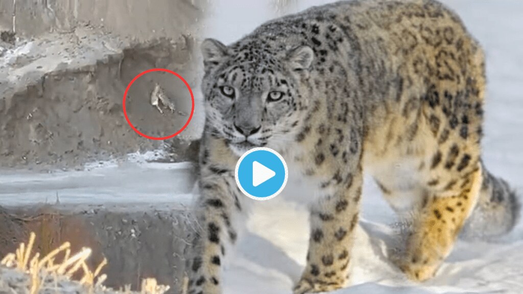 Video Snow Leopard Falls from High Peak Hill Slope Shockingly Catches Animal Killed Viral Clip jaw dropping