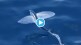 Did You Know Flying Fish Can Fly In Air Fastest than Express Trains Know Unheard facts About Wild Life