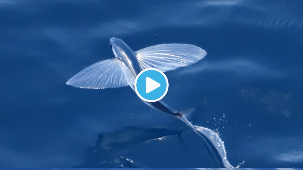 Did You Know Flying Fish Can Fly In Air Fastest than Express Trains Know Unheard facts About Wild Life