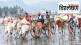 A blind eye to safety issues in bullock cart racing