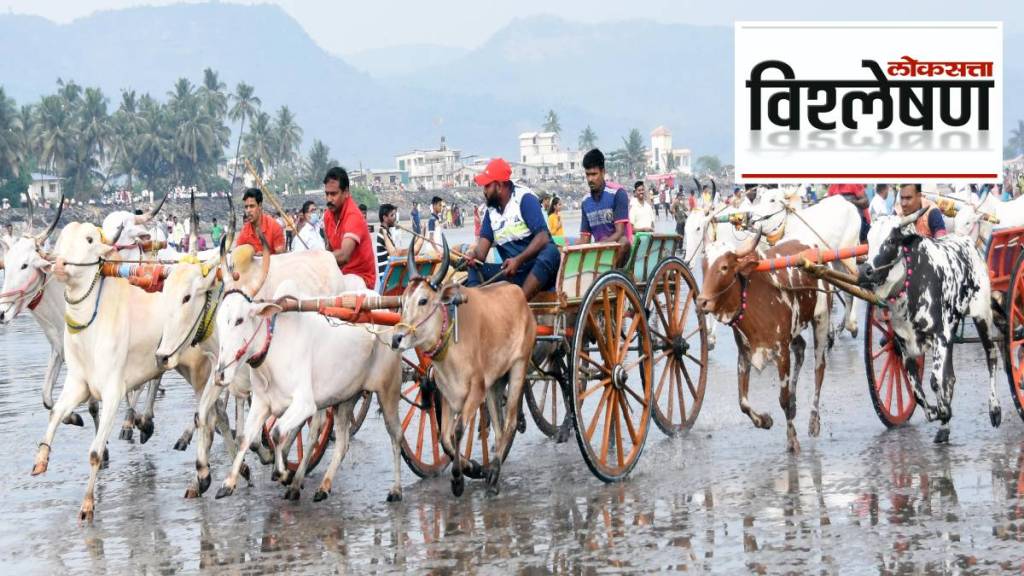 A blind eye to safety issues in bullock cart racing