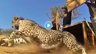 Cheetah and Other Animals Released Video