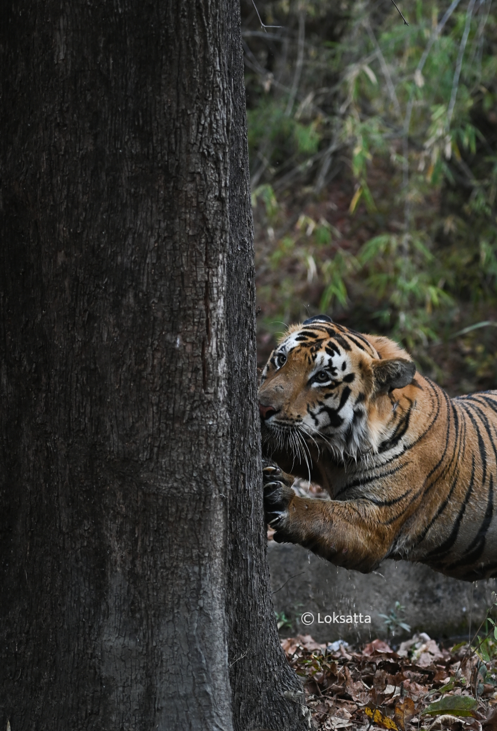Chota Mowgli Tiger Information Photos