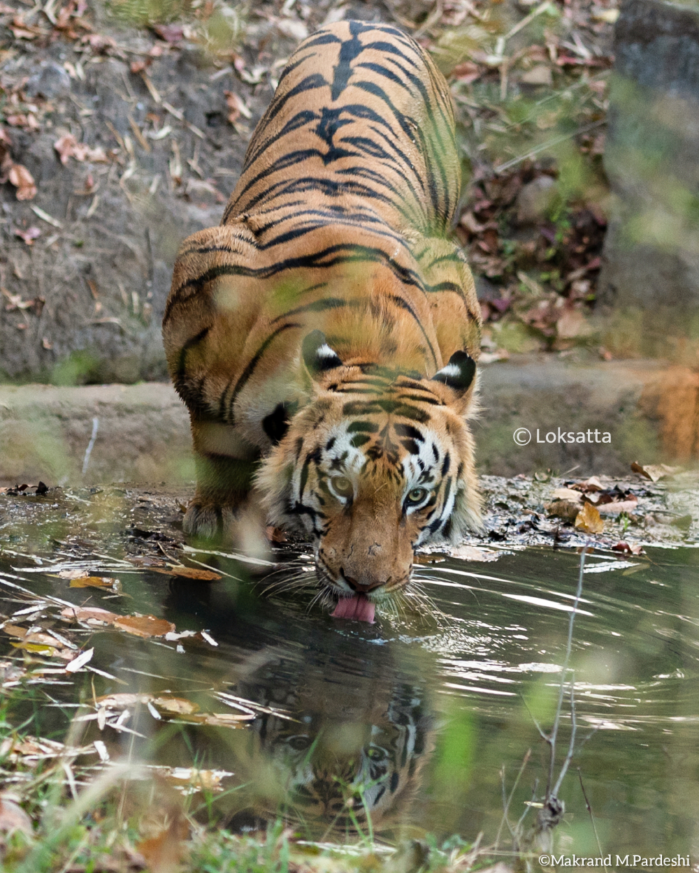 Chota Mowgli Tiger Information Photos