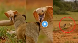 Cobra Tries To Bite Mongoose Video