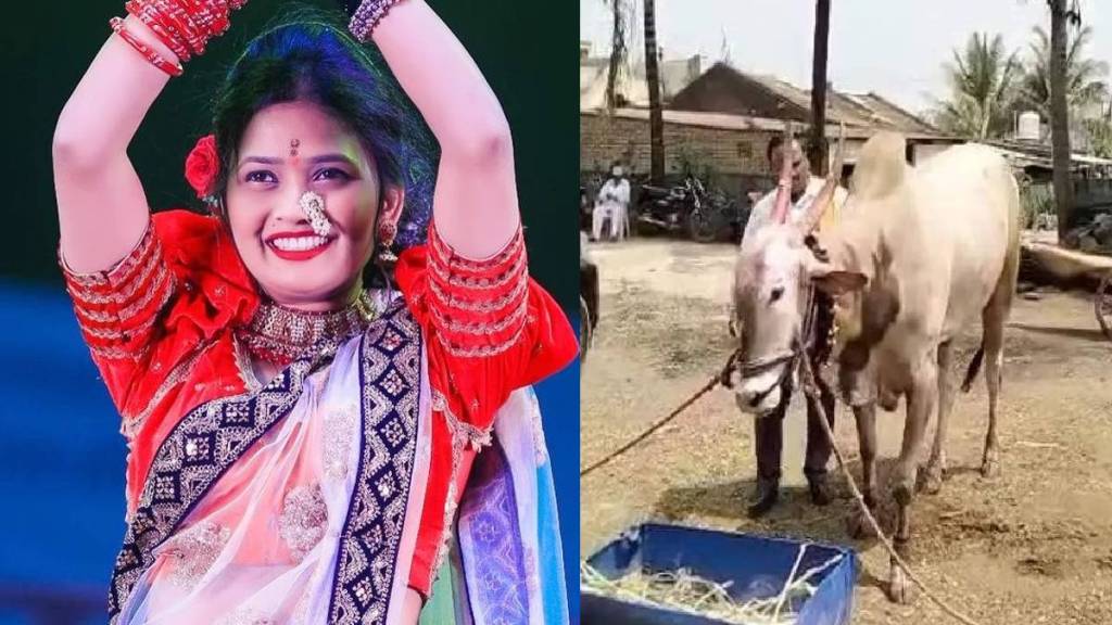 Satara News Reels Star Gautami Patil Performed Lavni in Satara on occasion of a bull birthday