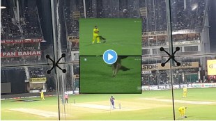 IND vs AUS: While between the live match kite side suddenly attacked on Stoinis and Pandya Video viral