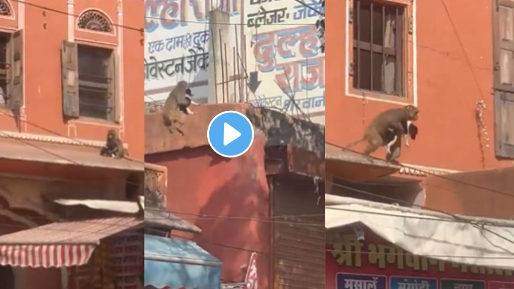 Monkey kidnapped a street dog