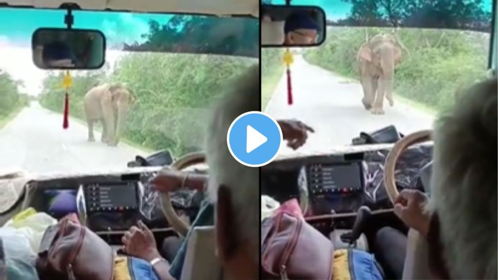 elephant viral video