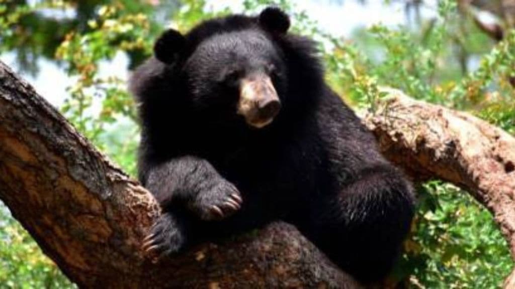 Trending News of Bear