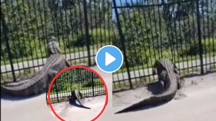 Viral Video of Crocodile
