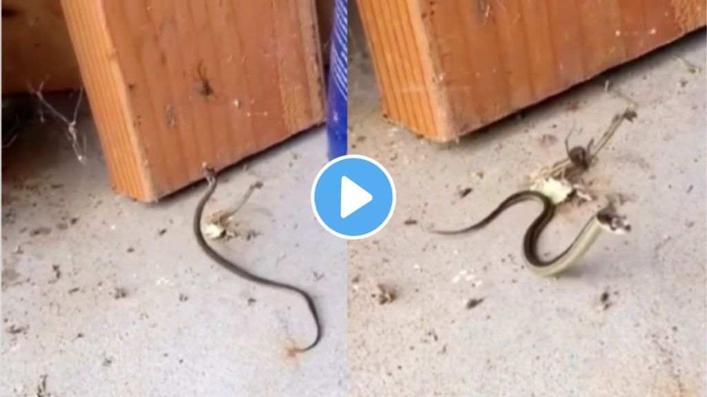 Viral Video of Snake and Spider